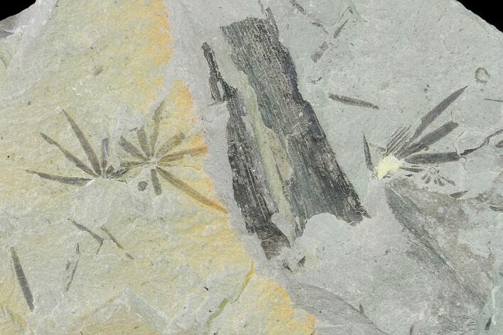 Pennsylvanian Fossil Horsetail (Annularia) Plate - Kentucky #136789